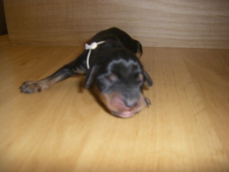 Du Haut Plateau Rémois - Chien courant slovaque - Portée née le 31/05/2011